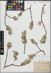 Foto von Salix caprea L. x Salix cinerea L.